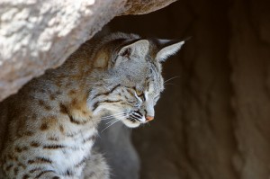 bobcat