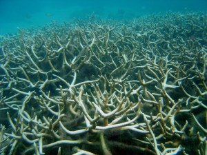 NOAA-coralbleaching-reef3097
