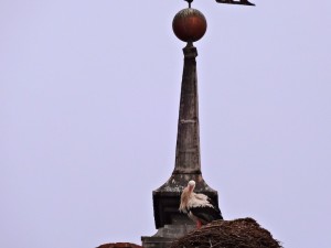 Atop the Colegio de Trinitrarios, sits a family of storks. You can find them on the tops of almost every public building because they’re protected, and cared for even, by the city government. 